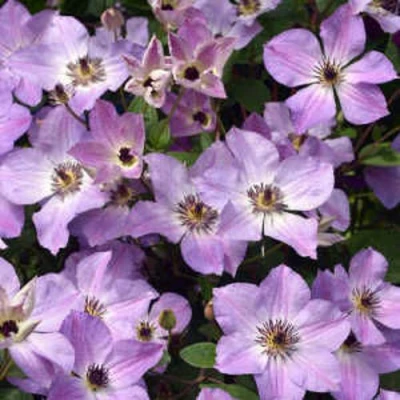 Клематис МОНИНГ СКАЙ в Архангельске