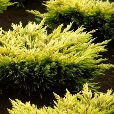 Можжевельник ЛАЙМ ГЛОУ горизонтальный в Архангельске