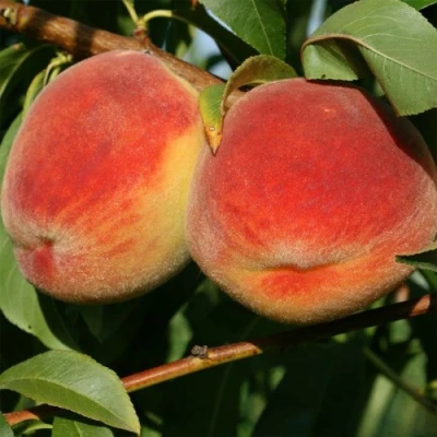 Персик МАРИЯ в Архангельске