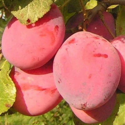 Слива ФАВОРИТЕ ДЕ СУЛТАНО в Архангельске