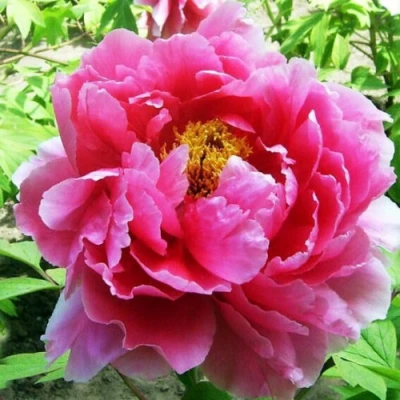 Пион ВОСХОД СОЛНЦА древовидный в Архангельске