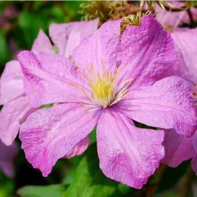 Клематис КОМТЕСС ДЕ БУШО в Архангельске