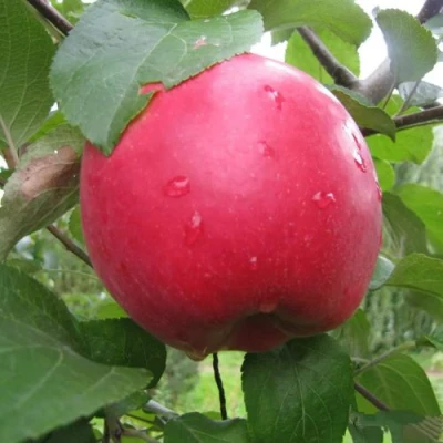 яблоня Амулет