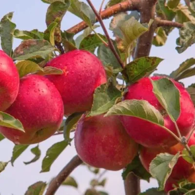 Яблоня РОЖДЕСТВЕНСКОЕ в Архангельске