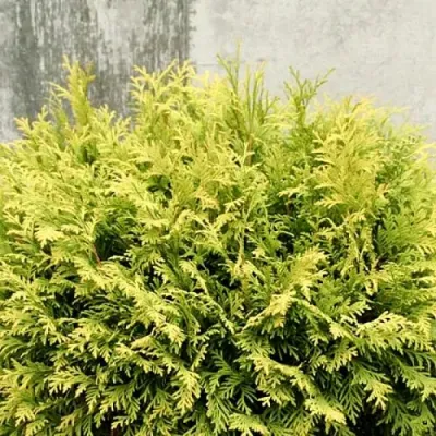 Туя ГОЛДЕН ГЛОБ западная в Архангельске