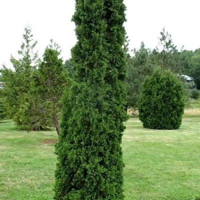 Туя ДЕГРУТ СПАЙР западная в Архангельске