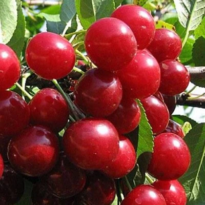 Вишня ГЛУБОКСКАЯ в Архангельске