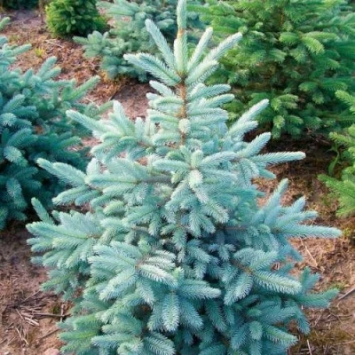 Ель КЕЙБАБ колючая в Архангельске