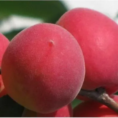 Абрикос РУБИН в Архангельске