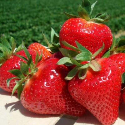 саженцы клубники Джоли