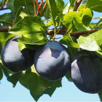 Слива ВОЛАТ в Архангельске