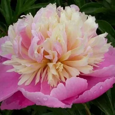 Пион ВЕСЕННЯЯ ПАЛИТРА травянистый в Архангельске