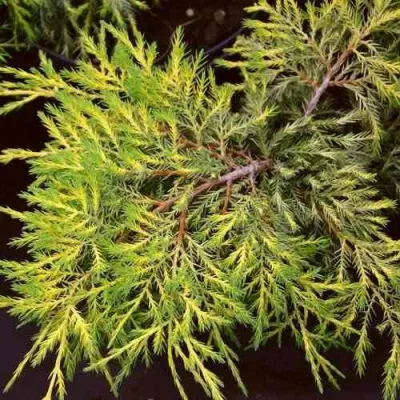 Можжевельник КИНГ ОФ СПРИНГ средний в Архангельске