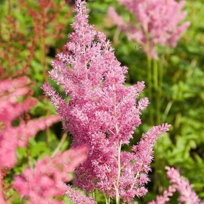 Астильба РЕЙНЛЕНД японская в Архангельске