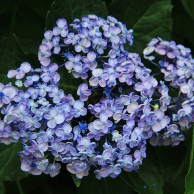 Гортензия АИША крупнолистная  в Архангельске