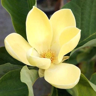 Магнолия ЕЛЛОУ ЛАНТЕРН в Архангельске