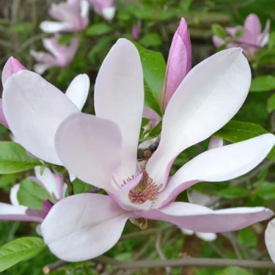 Магнолия ДЖОРДЖ ГЕНРИ КЕРН в Архангельске