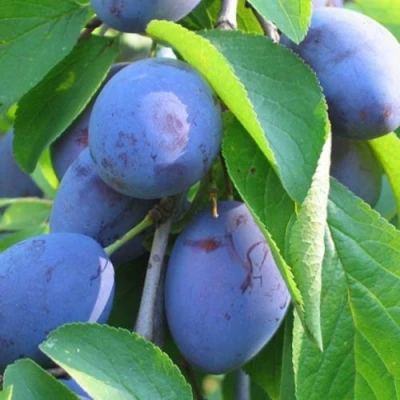 Слива ПЕРДРИГОН в Архангельске