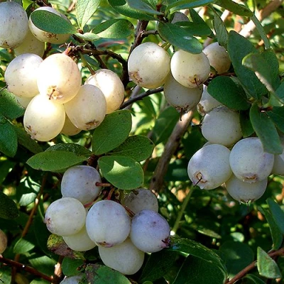 Голубика СНЕГУРОЧКА в Архангельске