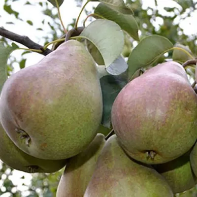 Груша БРЯНСКАЯ КРАСАВИЦА в Архангельске