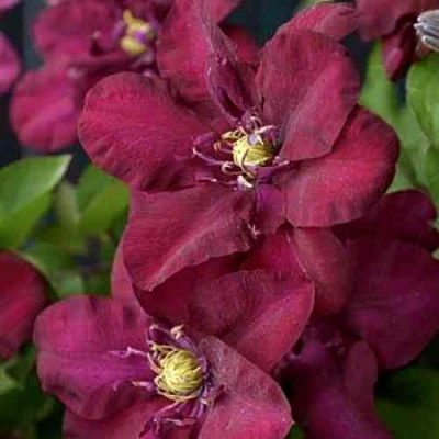 Клематис ЯН III СОБЕСКИ в Архангельске