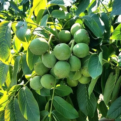 Грецкий орех  ИЗЯЩНЫЙ в Архангельске