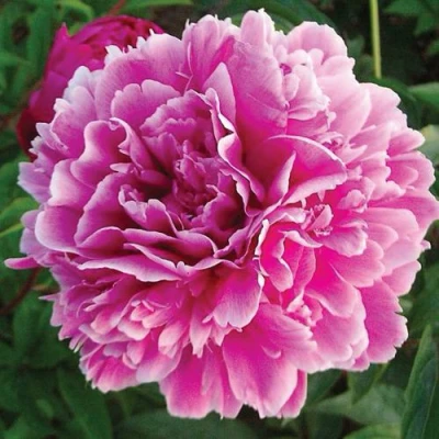 Пион ПУРПУРНАЯ ФЕЕРИЯ травянистый в Архангельске