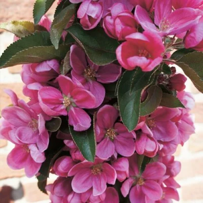 Яблоня ЗЕЛЁНЫЙ БУКЕТ декоративная в Архангельске