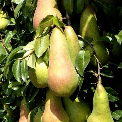 Груша КОНКОРД в Архангельске