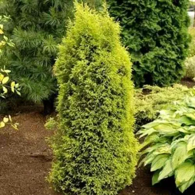 Можжевельник ГОЛД КОН обыкновенный в Архангельске