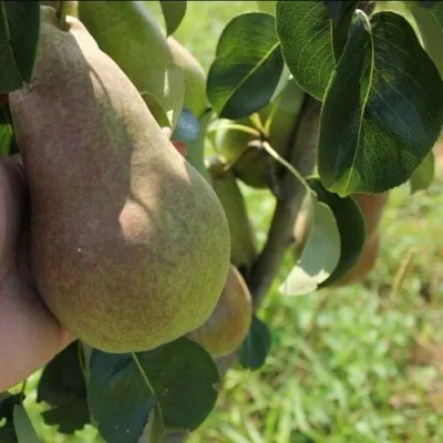 Груша БРЯНСКАЯ КРАСАВИЦА в Архангельске