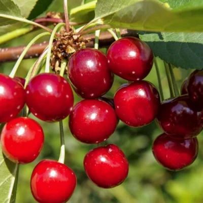Вишня ЛЮБСКАЯ в Архангельске