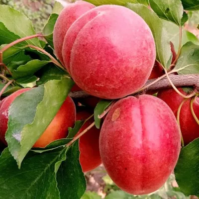 Абрикос РУБИСТА в Архангельске