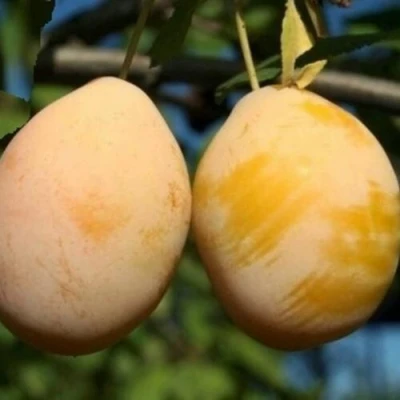 Слива ВАШИНГТОН в Архангельске