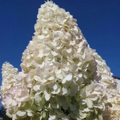 гортензия полар бир