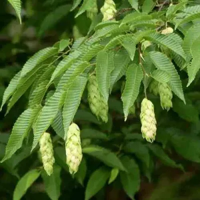 Граб японский в Архангельске