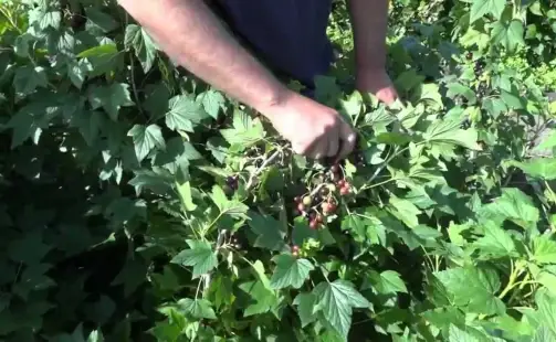 Превью видео