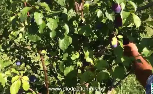 Превью видео