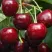 Черешня ГРОНКОВАЯ в Архангельске