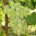 Виноград СВЕТЛАНА в Архангельске
