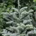 Пихта благородная в Архангельске