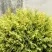 Туя ГОЛДЕН ГЛОБ западная в Архангельске