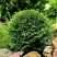 Туя ДАНИКА западная в Архангельске