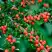Кизильник горизонтальный в Архангельске