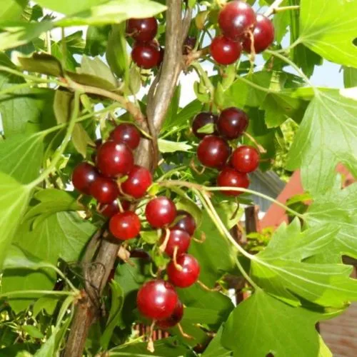 Смородина золотистая ВИШНЕВАЯ в Архангельске