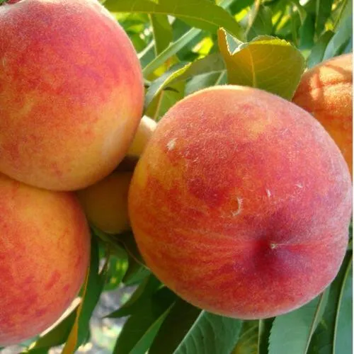 Персик ДИВНЫЙ в Архангельске