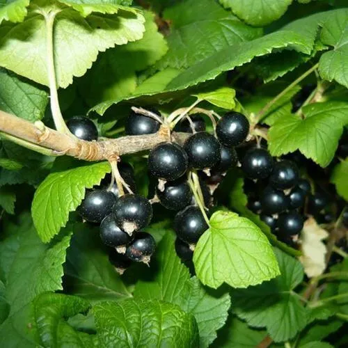 Саженцы смородины черной Багира
