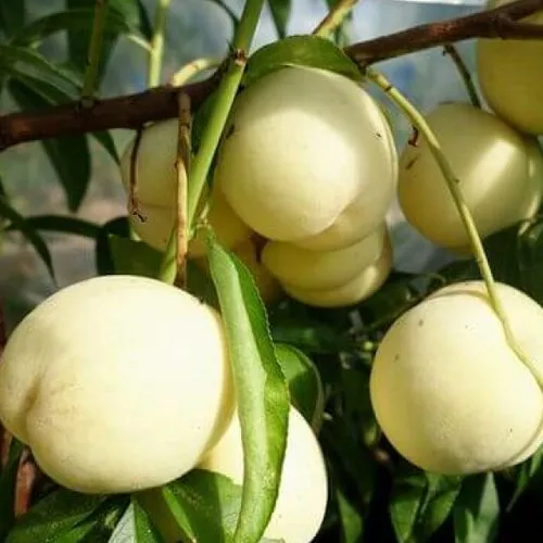 Персик АЙС ПИЧ в Архангельске