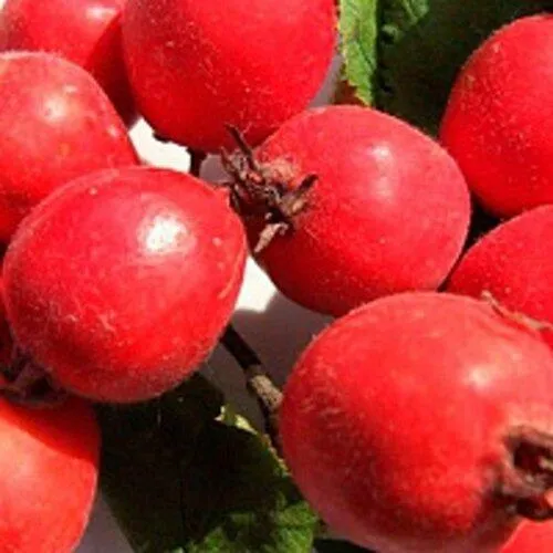 Боярышник КРУПНОПЛОДНЫЙ в Архангельске