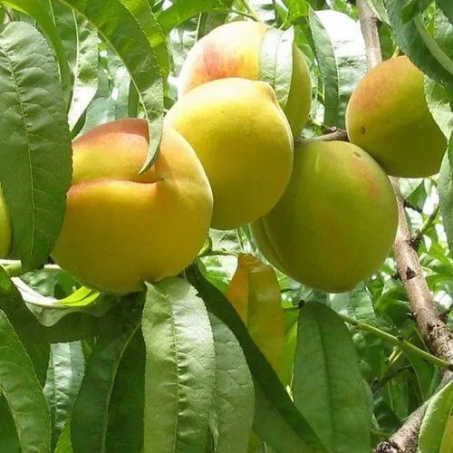 Персик СЕЯНЕЦ СТАРКА в Архангельске